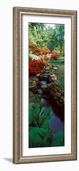 Azaleas in a Garden, Exbury Gardens, New Forest, Hampshire, England-null-Framed Photographic Print