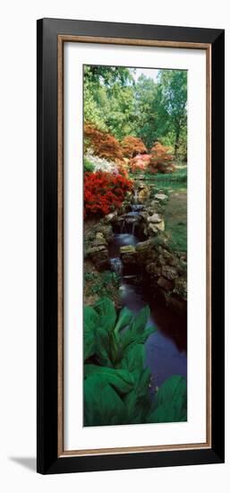 Azaleas in a Garden, Exbury Gardens, New Forest, Hampshire, England-null-Framed Photographic Print