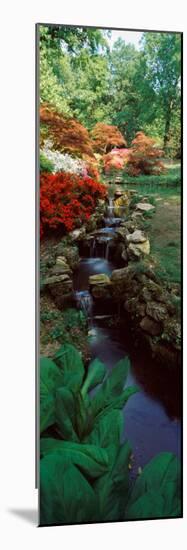 Azaleas in a Garden, Exbury Gardens, New Forest, Hampshire, England-null-Mounted Photographic Print