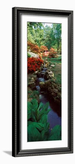 Azaleas in a Garden, Exbury Gardens, New Forest, Hampshire, England-null-Framed Photographic Print