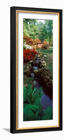 Azaleas in a Garden, Exbury Gardens, New Forest, Hampshire, England-null-Framed Photographic Print