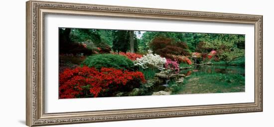 Azaleas in a Garden, Exbury Gardens, New Forest, Hampshire, England-null-Framed Photographic Print