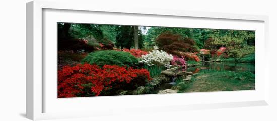 Azaleas in a Garden, Exbury Gardens, New Forest, Hampshire, England-null-Framed Photographic Print