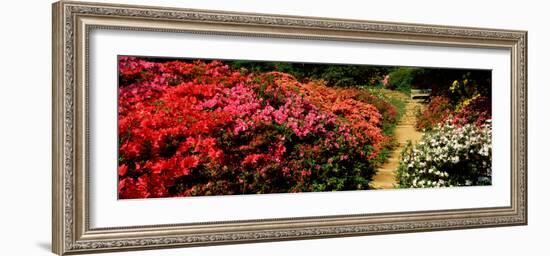 Azaleas in a Garden, Winkworth Arboretum, Surrey, England-null-Framed Photographic Print