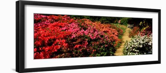 Azaleas in a Garden, Winkworth Arboretum, Surrey, England-null-Framed Photographic Print