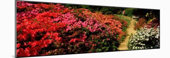 Azaleas in a Garden, Winkworth Arboretum, Surrey, England-null-Mounted Photographic Print