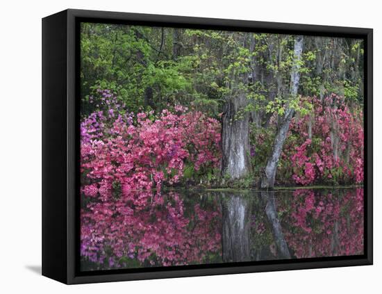 Azaleas in Bloom at Magnolia Plantation and Gardens, Charleston, South Carolina, Usa-Joanne Wells-Framed Premier Image Canvas