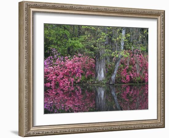 Azaleas in Bloom at Magnolia Plantation and Gardens, Charleston, South Carolina, Usa-Joanne Wells-Framed Photographic Print