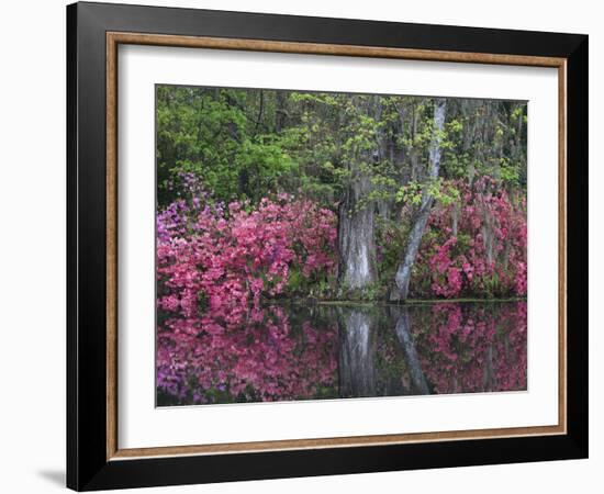 Azaleas in Bloom at Magnolia Plantation and Gardens, Charleston, South Carolina, Usa-Joanne Wells-Framed Photographic Print