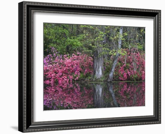 Azaleas in Bloom at Magnolia Plantation and Gardens, Charleston, South Carolina, Usa-Joanne Wells-Framed Photographic Print