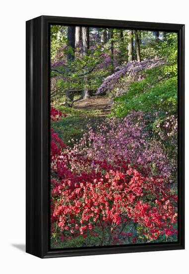 Azaleas in bloom under pine trees, Georgia-Darrell Gulin-Framed Premier Image Canvas