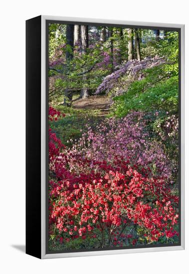 Azaleas in bloom under pine trees, Georgia-Darrell Gulin-Framed Premier Image Canvas