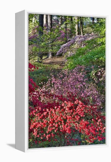 Azaleas in bloom under pine trees, Georgia-Darrell Gulin-Framed Premier Image Canvas