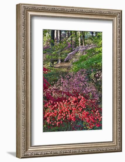 Azaleas in bloom under pine trees, Georgia-Darrell Gulin-Framed Photographic Print