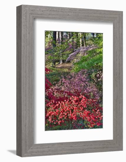 Azaleas in bloom under pine trees, Georgia-Darrell Gulin-Framed Photographic Print