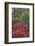 Azaleas in bloom under pine trees, Georgia-Darrell Gulin-Framed Photographic Print