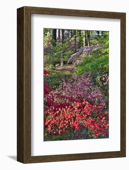 Azaleas in bloom under pine trees, Georgia-Darrell Gulin-Framed Photographic Print