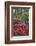 Azaleas in bloom under pine trees, Georgia-Darrell Gulin-Framed Photographic Print