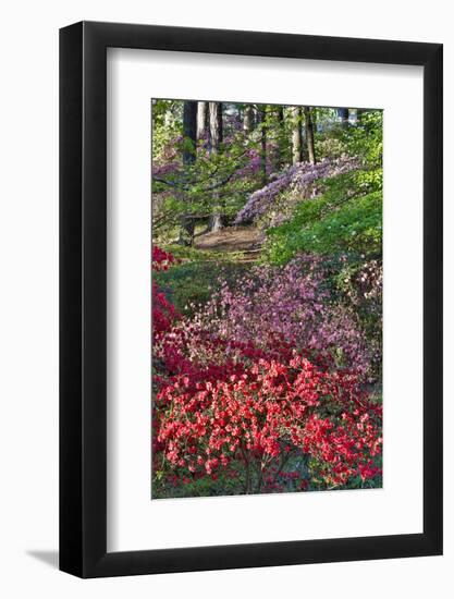 Azaleas in bloom under pine trees, Georgia-Darrell Gulin-Framed Photographic Print