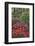 Azaleas in bloom under pine trees, Georgia-Darrell Gulin-Framed Photographic Print