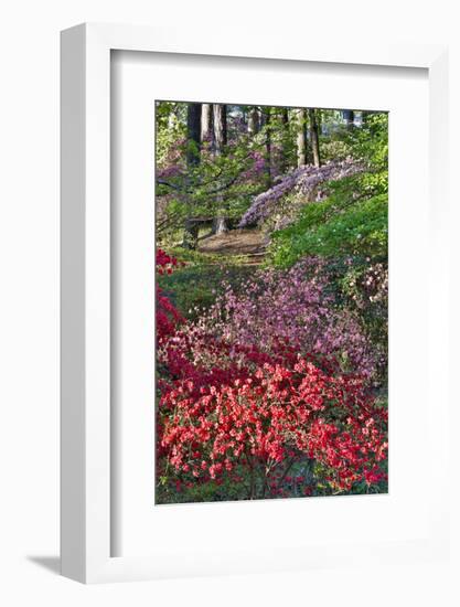 Azaleas in bloom under pine trees, Georgia-Darrell Gulin-Framed Photographic Print