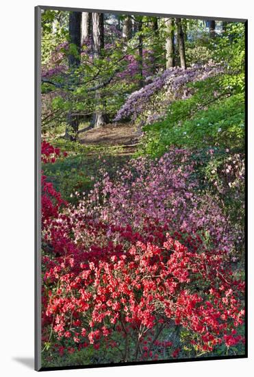 Azaleas in bloom under pine trees, Georgia-Darrell Gulin-Mounted Photographic Print