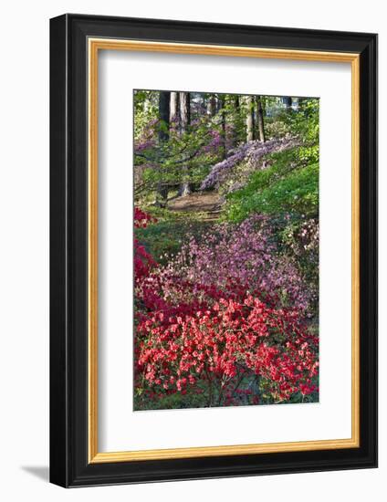Azaleas in bloom under pine trees, Georgia-Darrell Gulin-Framed Photographic Print