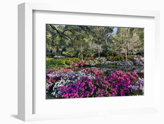 Azaleas in full bloom, Charleston, South Carolina-Darrell Gulin-Framed Photographic Print