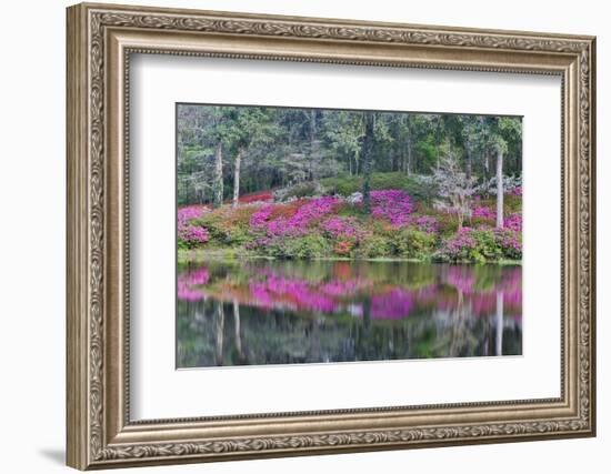 Azaleas in full bloom reflected in calm pond, Charleston, South Carolina-Darrell Gulin-Framed Photographic Print