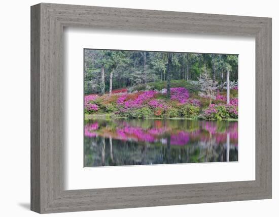 Azaleas in full bloom reflected in calm pond, Charleston, South Carolina-Darrell Gulin-Framed Photographic Print