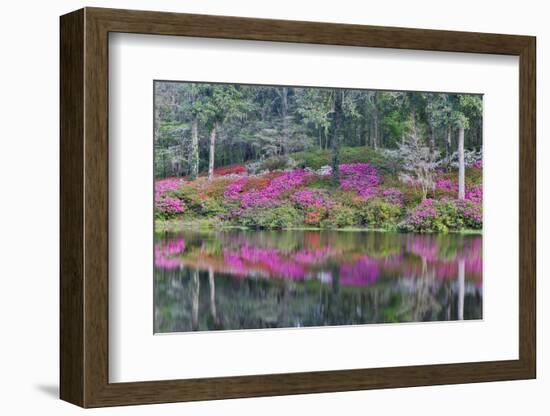 Azaleas in full bloom reflected in calm pond, Charleston, South Carolina-Darrell Gulin-Framed Photographic Print