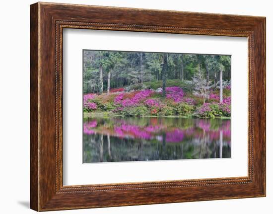 Azaleas in full bloom reflected in calm pond, Charleston, South Carolina-Darrell Gulin-Framed Photographic Print
