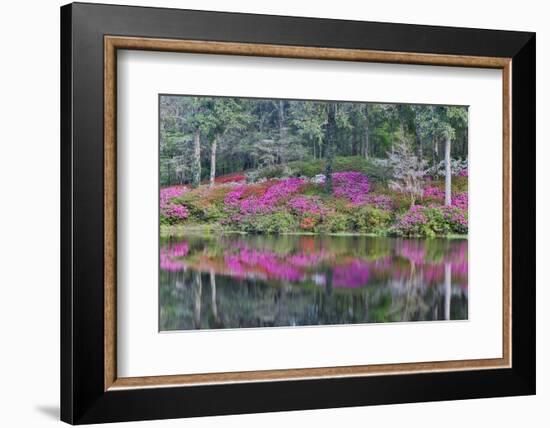 Azaleas in full bloom reflected in calm pond, Charleston, South Carolina-Darrell Gulin-Framed Photographic Print