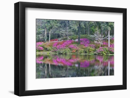 Azaleas in full bloom reflected in calm pond, Charleston, South Carolina-Darrell Gulin-Framed Photographic Print