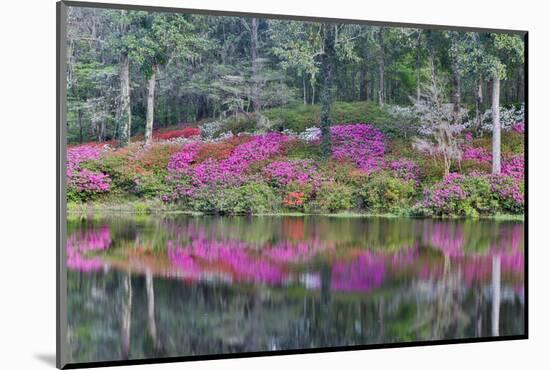 Azaleas in full bloom reflected in calm pond, Charleston, South Carolina-Darrell Gulin-Mounted Photographic Print