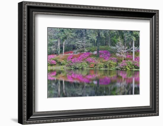 Azaleas in full bloom reflected in calm pond, Charleston, South Carolina-Darrell Gulin-Framed Photographic Print