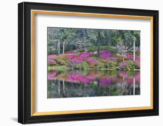 Azaleas in full bloom reflected in calm pond, Charleston, South Carolina-Darrell Gulin-Framed Photographic Print