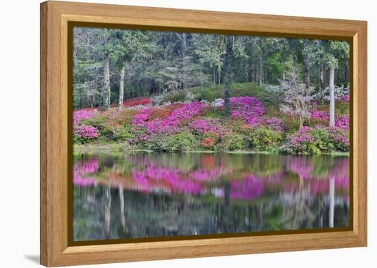 Azaleas in full bloom reflected in calm pond, Charleston, South Carolina-Darrell Gulin-Framed Premier Image Canvas