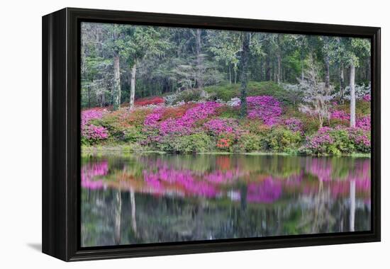 Azaleas in full bloom reflected in calm pond, Charleston, South Carolina-Darrell Gulin-Framed Premier Image Canvas