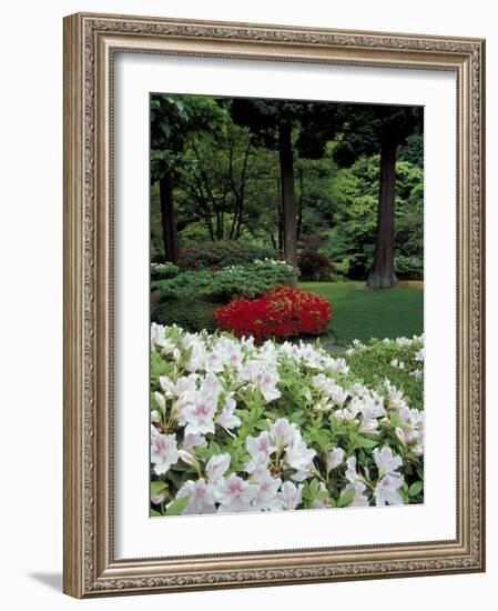 Azaleas in Japanese Garden, Portland, Oregon, USA-Adam Jones-Framed Photographic Print