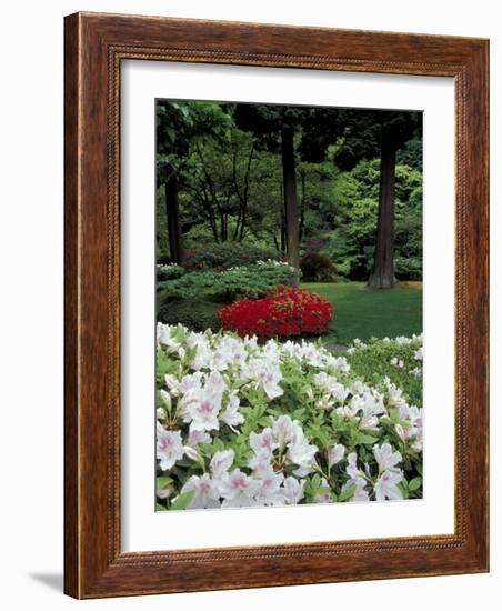 Azaleas in Japanese Garden, Portland, Oregon, USA-Adam Jones-Framed Photographic Print