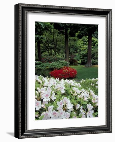 Azaleas in Japanese Garden, Portland, Oregon, USA-Adam Jones-Framed Photographic Print