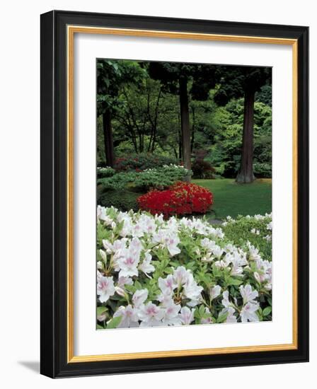 Azaleas in Japanese Garden, Portland, Oregon, USA-Adam Jones-Framed Photographic Print