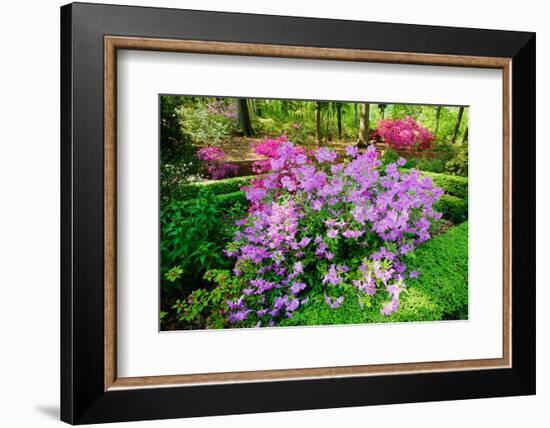 Azaleas in spring in National Arboretum, Washington D.C.-null-Framed Photographic Print