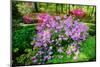 Azaleas in spring in National Arboretum, Washington D.C.-null-Mounted Photographic Print