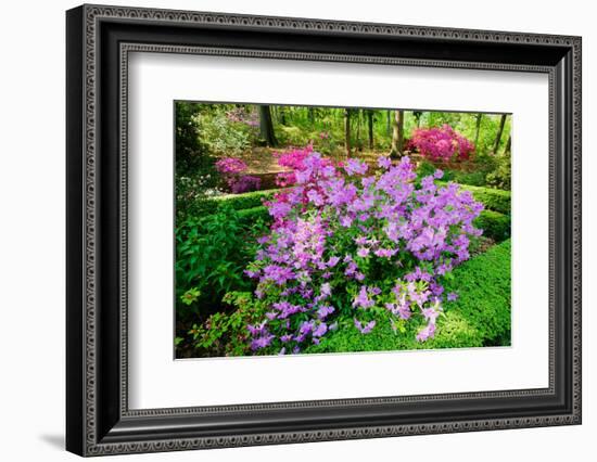 Azaleas in spring in National Arboretum, Washington D.C.-null-Framed Photographic Print