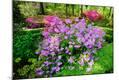 Photographic Print
