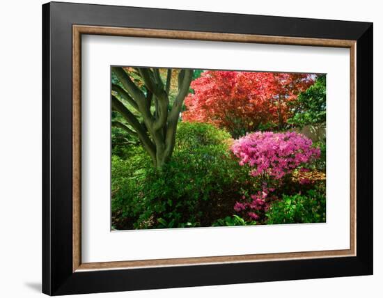 Azaleas in spring in National Arboretum, Washington D.C.-null-Framed Photographic Print