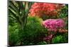 Azaleas in spring in National Arboretum, Washington D.C.-null-Mounted Photographic Print