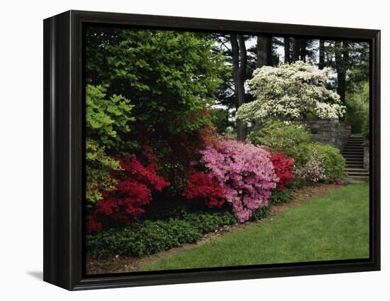 Azaleas, New Jersey State Botanical Garden, New Jersey, USA-null-Framed Premier Image Canvas